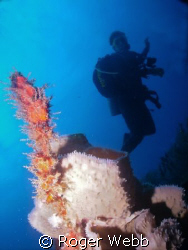 diver, coral, carribean by Roger Webb 